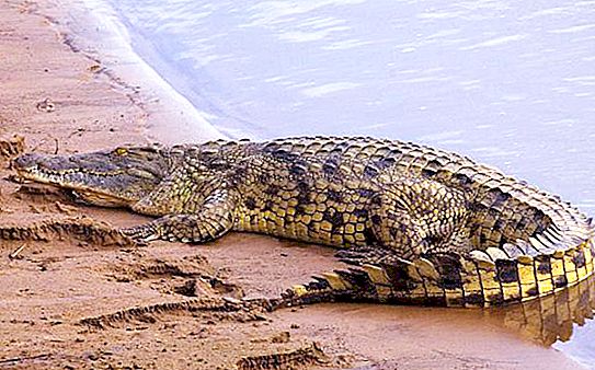 Крокодил Густав - кошмар на Бурунди