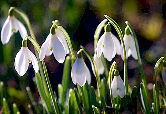 Legenda Snowdrop: mitos, cerita dongeng, cerita-cerita ajaib tentang bunga musim bunga pertama