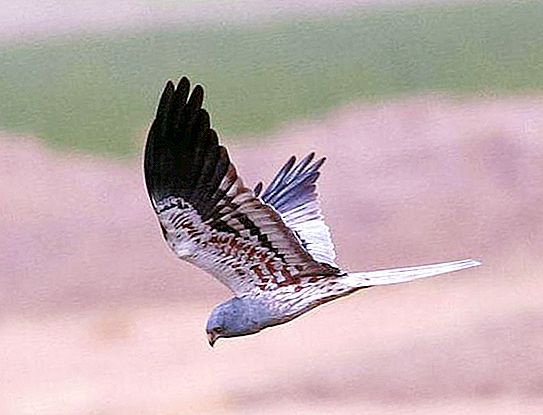 Grauwe kiekendief, roofvogel van de familie van de havik: beschrijving, leefgebied