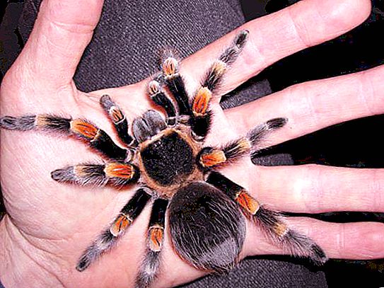 Mexican tarantula spider na Brachipelma Smith
