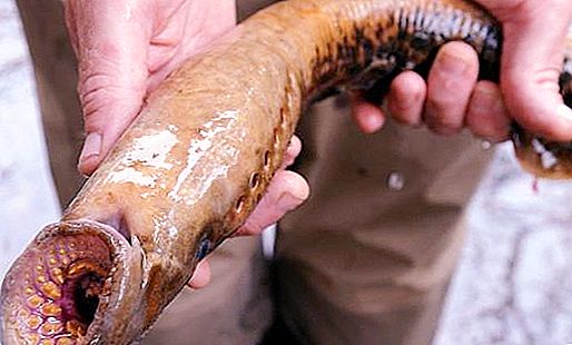 Är lamprey farlig för människor eller bara för fisk?