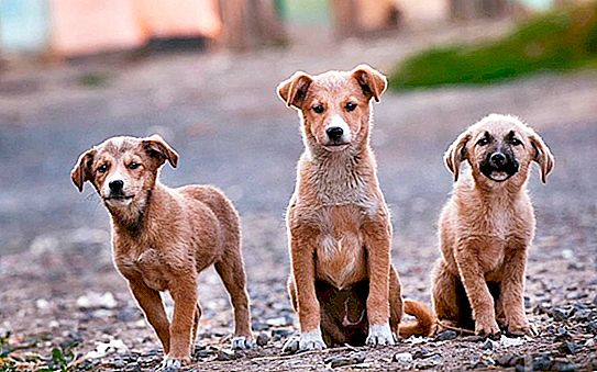 Fangende omstrejfende hunde: fordel eller skade