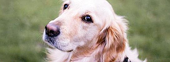 Dog ρείθρα στο Voronezh: πώς να επιλέξετε έναν τετράποδο φίλο