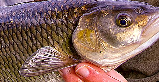 Chir Nehri: bölgenin tanımı, balık avının özellikleri