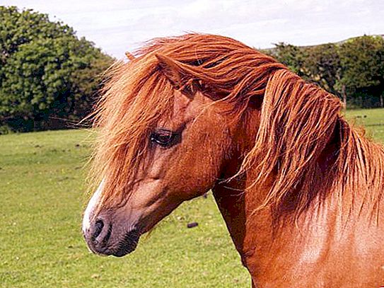 Welsh pony: paglalarawan ng lahi, katangian, kawili-wiling mga katotohanan at pagsusuri