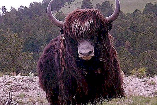 Yak on vuoristossa elävä eläin. Kuvaus, elämäntapa, valokuva
