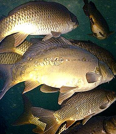 Mirror carp is loved by fishermen and eaters