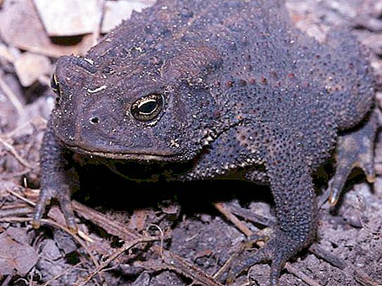 Gray toad: lifestyle, reproduction, photo, description