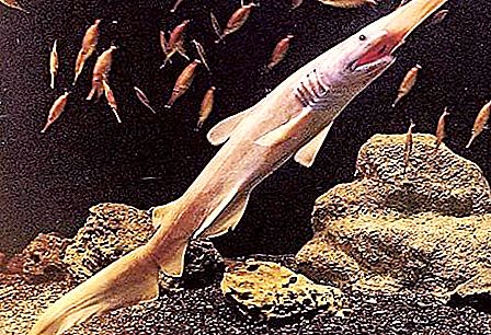 Goblin haj: beskrivelse, habitat, interessante fakta