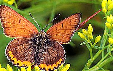Farfalla Lycaena. Cosa mangia la farfalla lycaena?