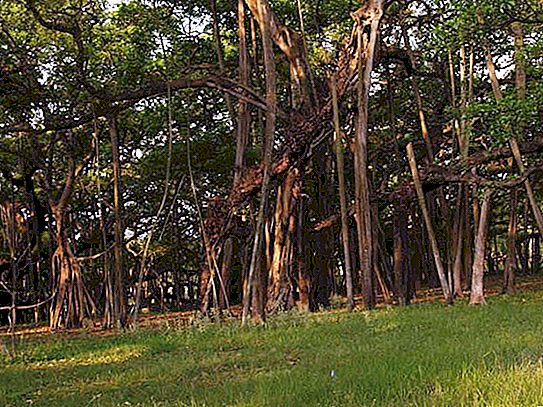 Banyan: trädodling och symbol för Indien