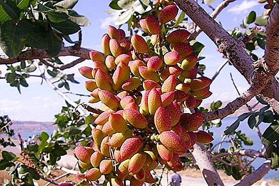 Kallim maiuspala: mis on pistaatsiapähklite kõrge hinna põhjustaja