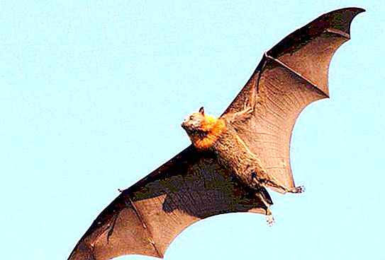 Fakta o největších netopýrech