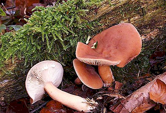 Rubella houba: fotografie, popis, použití