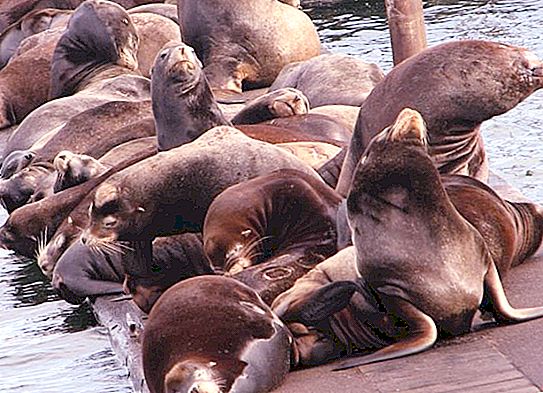 Leões-marinhos Como eles são diferentes de outras focas?