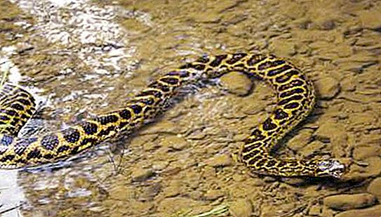 Paraguayanske anaconda: beskrivelse, foto, interessante fakta