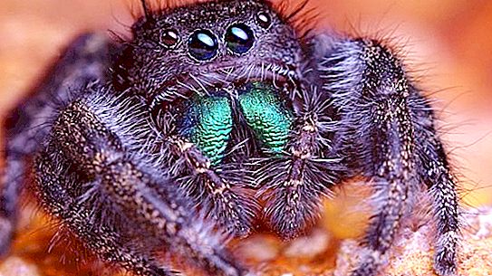 Tarantula zirneklis. Eksotisks skaistums