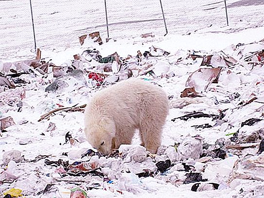 ทำไมจำนวนของหมีขั้วโลกในแถบอาร์กติกจึงลดลง