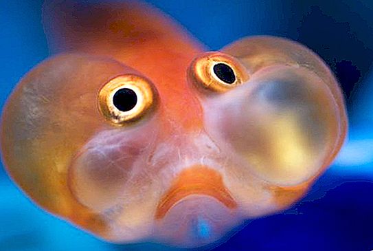 Najsmiješnija riba na svijetu - "nebesko oko"