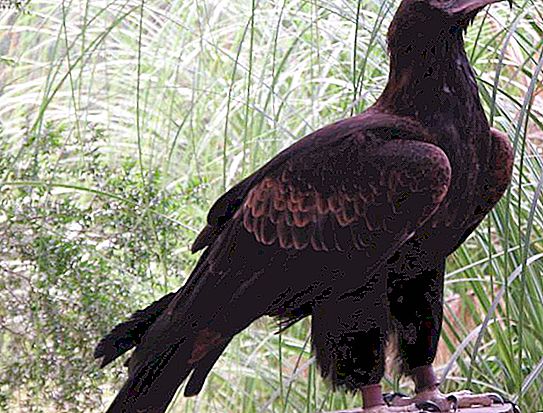 Las águilas más grandes: especies, descripción