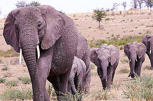 Slon je najveći kopneni sisavac na planeti. Opis i fotografije životinja