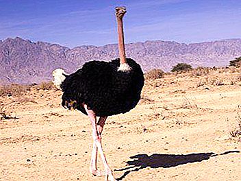Avestruz africano: descrição e fatos interessantes