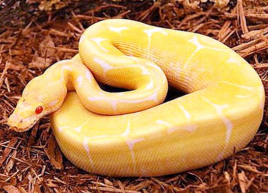 Gul slange: sorter og funktioner
