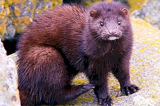 American mink: maintenance and care