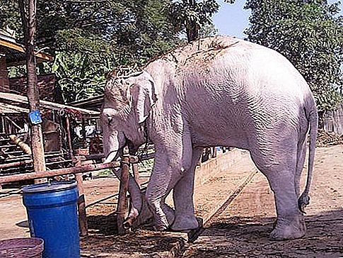 Gajah putih - makhluk ilahi