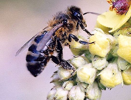 Pszczoła burzyańska: zdjęcie i opis, cechy, różnice