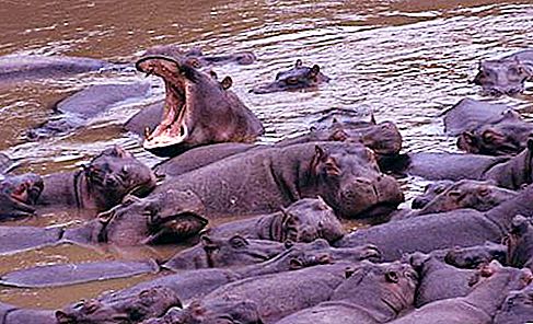 Where are hippos born? Hippos are born under water?