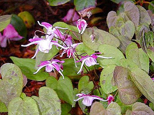 Goryanka large-flowered: description, healing properties