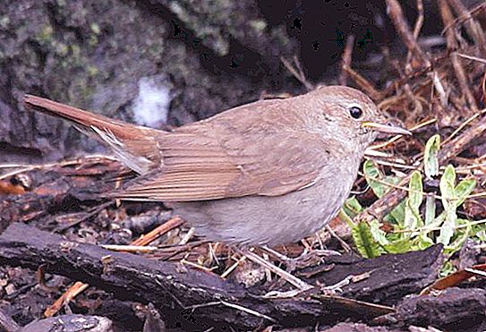 Nightingale Kursk. Nightingale este o pasăre migratorie. Nightingale - cântec