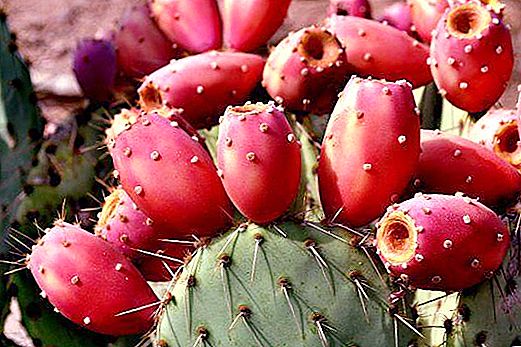 Kaktus Mexico: jenis, bentuk, keterangan