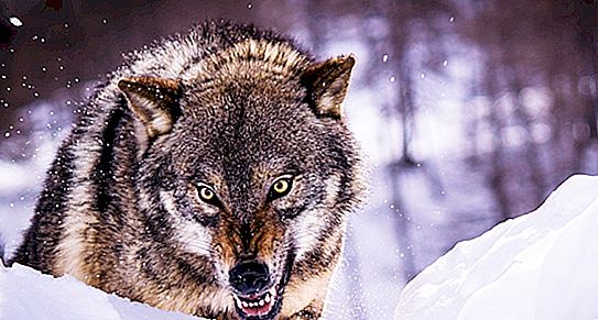 Wolf hunting: why wolves are afraid of red flags