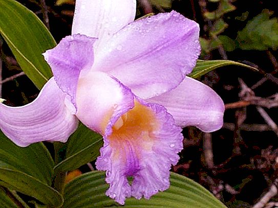 Дива орхидея - олицетворение на душата на красиво момиче Qui-May