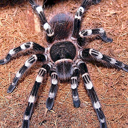 Spider acanthus curiculum: gaya hidup dan peraturan penahanan