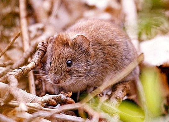 Vole - a mouse common everywhere