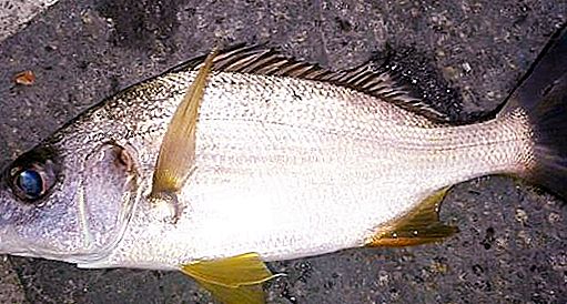 プロスティポマ-珍しい魚：説明、特徴、準備