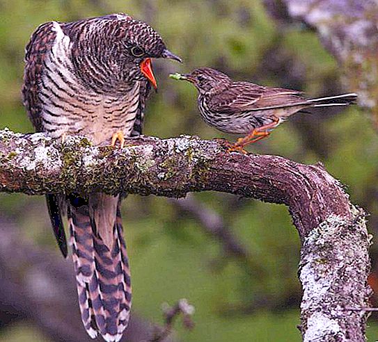 Cuckoo gà: mô tả, hình ảnh. Tại sao và trong tổ nào thì chim cu đẻ trứng?