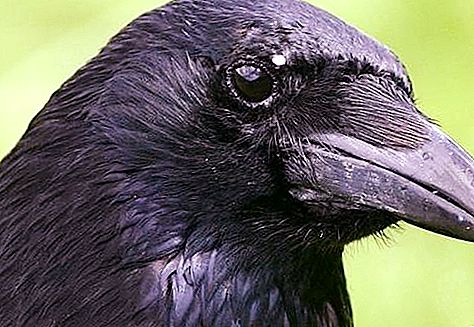 Ocell negre amb el bec negre. Ocell negre de bec gran