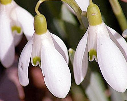 "Milk flowers" - what does it mean? What links snowdrops, tea, nutmeg and cheese?