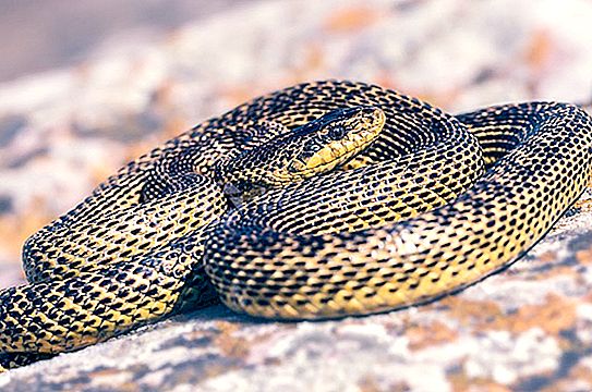 Sarmatian orm eller Pallasov orm: klass, livsmiljö, orsaker till utrotning, livscykel och biologiska funktioner