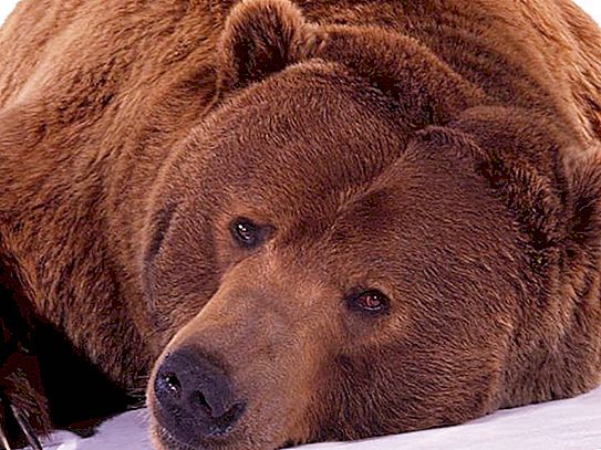 Natur mysterier, eller varför en björn sover på vintern