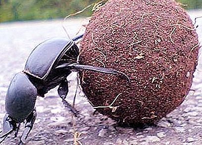 Escaravelho, vida fascinante