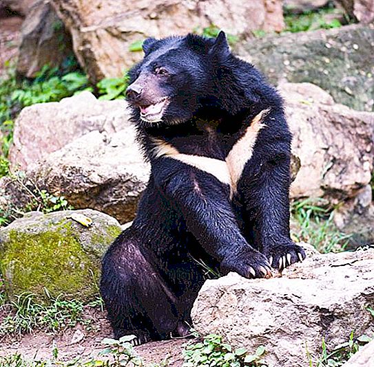 Belokrvni medvedi: opis, habitati in prehrana