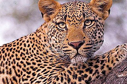 Kuo skiriasi gepardas ir leopardas: plėšrūnų apibūdinimas ir skirtumai