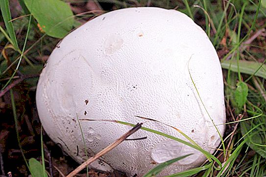 Sienen sadetakki: kuvaus, tyypit ja ominaisuudet. Missä sadetakki kasvaa