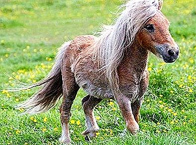 Pony horses are small but hardy animals
