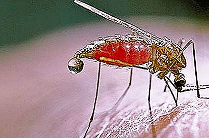 Malaria mygga i Ryssland: vad du behöver veta